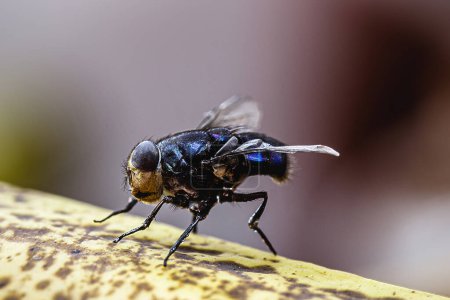 Photo for Fly landing on banana, insect on old furta, close-up of house fly - Royalty Free Image