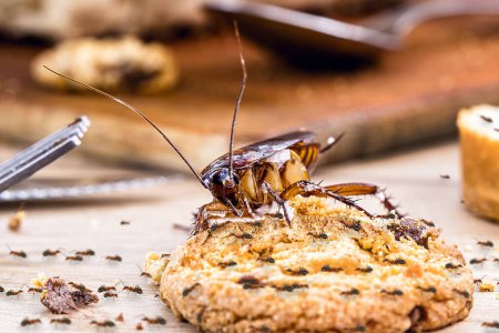 Ordinary American cockroach, ants and cockroach eating a cookie on a dirty table, poor hygiene, insect problems, pest control
