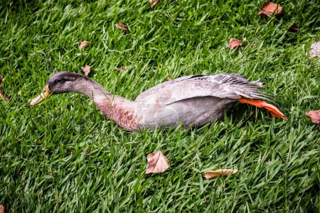 Canard coureur indien ou canard domestique (anas platyrhynchos domesticus), oiseau se reposant et sur l'herbe, se prélassant au soleil