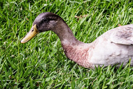 Indian runner duck or domestic duck (anas platyrhynchos domesticus), bird resting and on the grass, basking in the sun