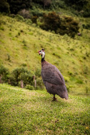 Guinea fowl or guinea fowl is a bird from the order of gallinacea, originally from Africa, free-ranging birds in the wild