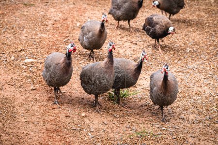 Guinea fowl or guinea fowl is a bird from the order of gallinacea, originally from Africa, free-ranging birds in the wild