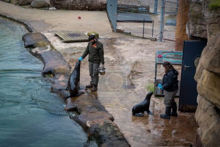 Photo for Wroclaw, Poland - February 06, 2023: Zookeepers feeding young african fur seals (Arctocephalus) at the pool in the zoological garden. - Royalty Free Image