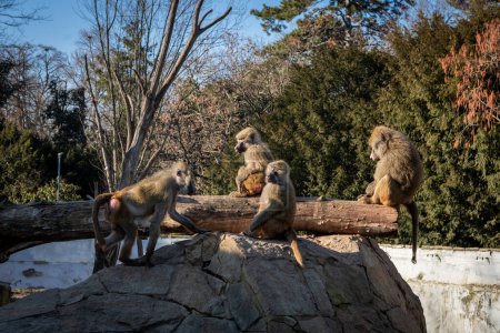 Téléchargez les photos : Quatre babouins jaunes (Papio cynocephalus) assis sur le rocher dans le parc. - en image libre de droit