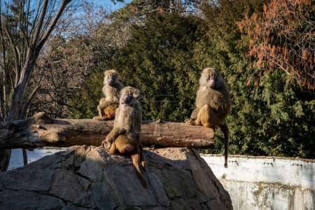 Téléchargez les photos : Trois babouins jaunes (Papio cynocephalus) assis sur le rocher dans le parc. - en image libre de droit