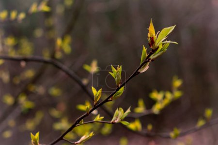 Téléchargez les photos : Branche d'arbre avec bourgeons de feuilles vertes sur un fond flou. - en image libre de droit
