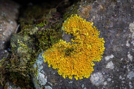 Téléchargez les photos : Lichen orange commun (échelle jaune, Xanthoria parietina) tache unique ronde sur la roche. - en image libre de droit