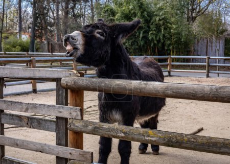 Photo for Donkey braying and showing teeth, at the fence in front of a wooden stable. - Royalty Free Image
