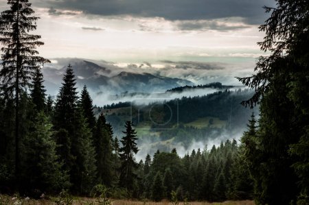 Foto de Niebla que sube de los valles después de la lluvia en las montañas Beskid Sadecki, Polonia. Bosque de pino en primer plano. - Imagen libre de derechos