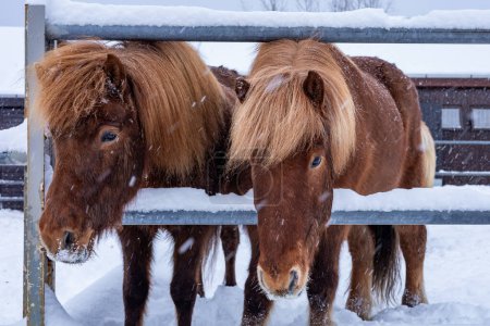 Téléchargez les photos : Portrait de deux chevaux bruns à l'extérieur en hiver. - en image libre de droit