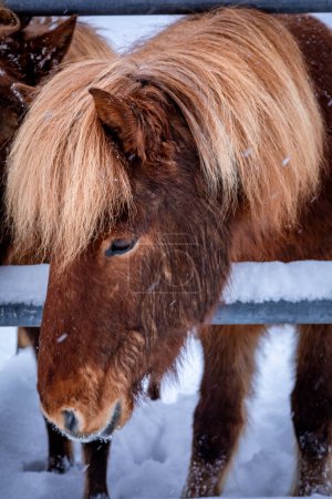 Téléchargez les photos : Portrait d'un cheval de glace brun à l'extérieur en hiver. - en image libre de droit