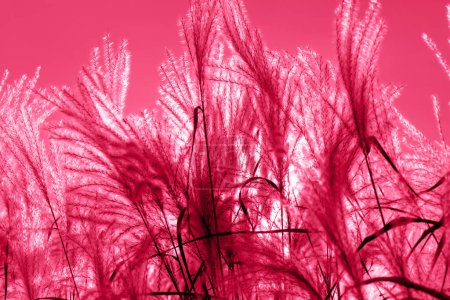Photo for Mikantus, swayed by the wind, against the sun against the magenta sky. Natural background. Selective focus. Color of the year 2023 - Royalty Free Image