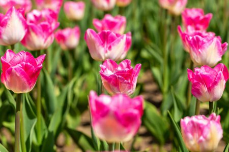 Téléchargez les photos : Floraison de belles tulipes roses fraîches en gros plan. Printemps et été, beauté et soins - en image libre de droit