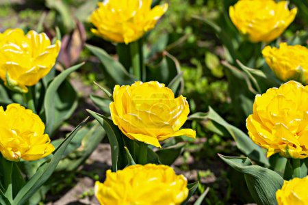 Téléchargez les photos : De belles tulipes jaunes fraîches en fleurs avec des feuilles vertes sur le lit de fleurs au soleil se rapprochent. Printemps et été, beauté et soins. Fond romantique et luxueux pour votre design - en image libre de droit