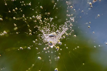 Foto de Gotas de agua suspendidas en una tela de arañas con un fondo verde bokeh. - Imagen libre de derechos