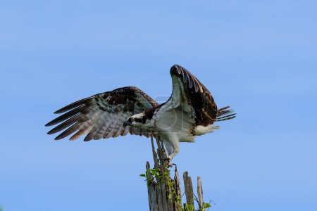 Photo for Osprey Practice Landing on a tree stump - Royalty Free Image
