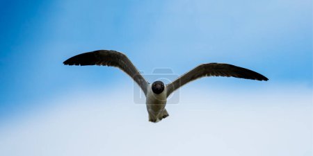 Photo for Laughing Gull at Jekyll Island South Beach - Royalty Free Image