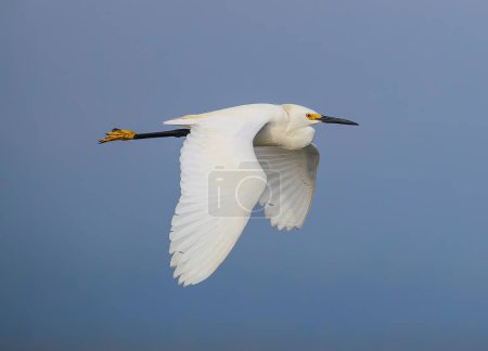Photo for Snowy Egret with wings down at Jekyll Island South Beach - Royalty Free Image