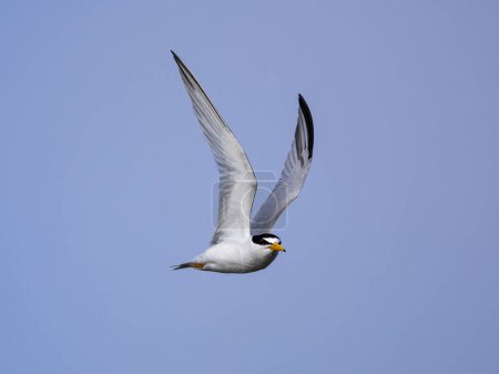 Photo for Least Tern with wings up against a blue sky at Jekyll Island South Beach - Royalty Free Image