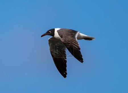 Photo for Adult Laughing Gull at Jekyll Island South Beach - Royalty Free Image