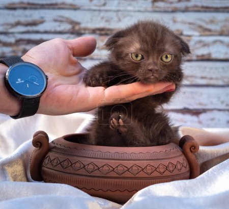 Photo for Tiny chocolate kitten with lowered ears Scottish fold hugs his hand while sitting in a clay pot against the background of a textured old wooden wall - Royalty Free Image
