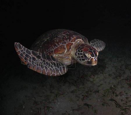 Photo for Nightlife of a large green sea turtle in the ocean. Underwater photo of a turtle at night. Marine reserve. Night diving with sea turtle - Royalty Free Image