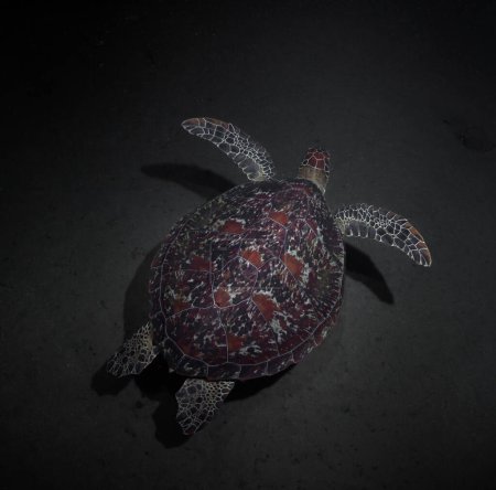 Photo for Nightlife of a large green sea turtle in the ocean. Underwater photo of a turtle at night. Marine reserve. Night diving with sea turtle - Royalty Free Image