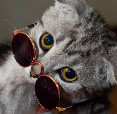 Photo for Portrait of a cat with ears down in sunglasses - Royalty Free Image