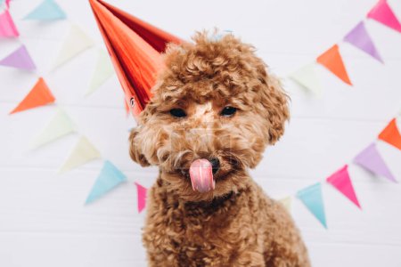 Photo for A small red poodle in a festive red cap on a white wooden background celebrates a birthday, licks his lips. Front view, close up - Royalty Free Image