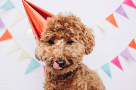 Photo for A small red poodle in a festive red cap on a white wooden background celebrates a birthday, licks his lips. Front view, close up - Royalty Free Image