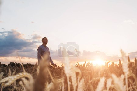 Foto de Campo de trigo al atardecer. Concepto de agricultura, un agricultor en el campo comprueba la calidad del cultivo. Vista frontal - Imagen libre de derechos