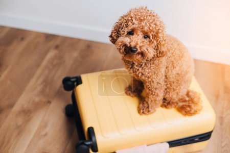 Red little poodle sitting in a yellow suitcase. Packing things on a journey to the bag with pets. Dogs in bag. Top view