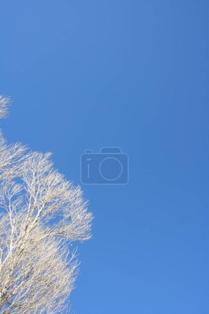 Arbre à feuilles caduques sur fond bleu ciel
