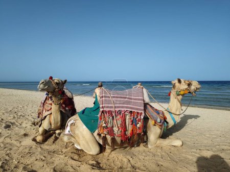Téléchargez les photos : Chameau à la plage, oman - en image libre de droit