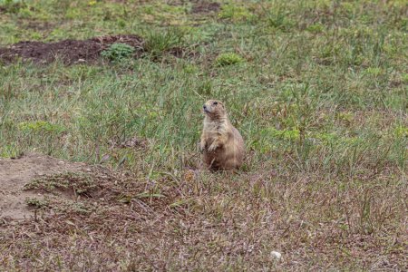 Photo for Prairie dog sitting upright to monitor the environment in the Custer State Park, South Dakota - Royalty Free Image