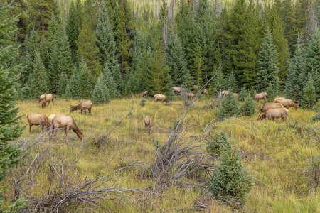 Photo for Large herd of wapiti grazing at the side of the road during the late afternoon in the Rocky Mountains National Park - Royalty Free Image