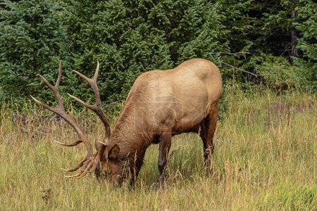 Photo for Grazing wapiti bull at the edge of the forest during the late afternoon in the Rocky Mountains National Park - Royalty Free Image