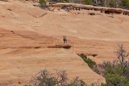 Wüste Dickhornschafe am Monument Mesa, vom Ute Canyon Overlook im Colorado National Monument aus gesehen