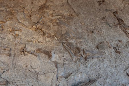 Huesos de dinosaurios fosilizados excavados en la pared de huesos en exhibición en la Sala de Exposiciones de la Cantera en el Monumento Nacional de Dinosaurios en Jensen, UT