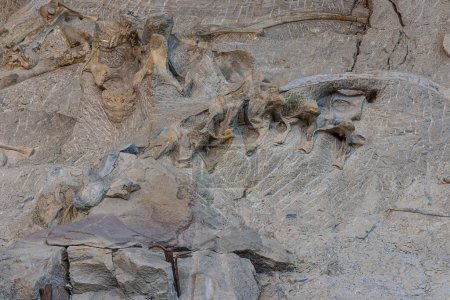 Ejemplo de huesos de dinosaurios fosilizados excavados en la pared de huesos en exhibición en la Sala de Exposiciones de la Cantera en el Monumento Nacional de Dinosaurios en Jensen, UT