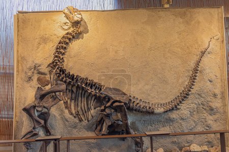 Exposición del Camarasaurus fosilizado en la Sala de Exposiciones de la Cantera en el Monumento Nacional a los Dinosaurios en Jensen, UT