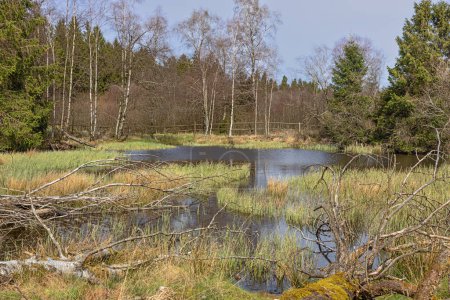 Un estanque de patos en High Fens en la frontera germano-belga cerca de Mutzenich