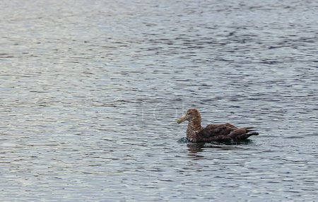 Southern giant petrel swimming of the Beagle Channel just outside the harbor of Ushuaia. Selective focus on the bird