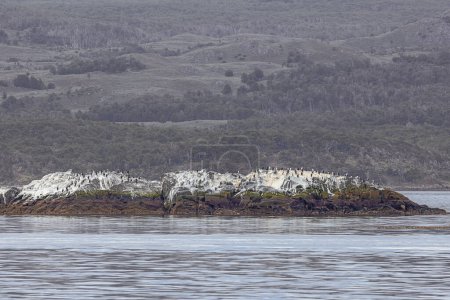 A colony of rock shag on one of the Eclaireurs Islands in the Beagle Channel, just outside the harbor of Ushuaia