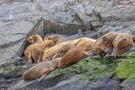 Sea lions sleeping on one of the Eclaireur Islands in the Beagle Channel, just outside the harbor of Ushuaia