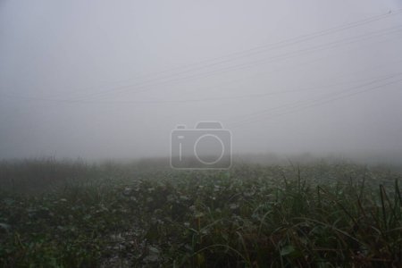 Téléchargez les photos : Les conditions de sciure humidifiée dans la matinée. sentier de brouillard dans le village matin brouillard. - en image libre de droit