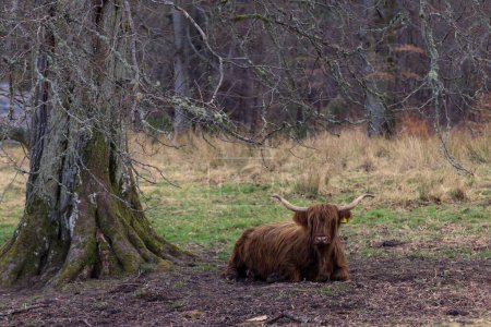 Photo for In the undulating landscape of Pentland Hills, a Highland cattle finds solace. This photograph captures the quintessential Scottish moment as the hairy Highland cow rests, embracing the serenity of - Royalty Free Image