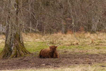 Photo for In the undulating landscape of Pentland Hills, a Highland cattle finds solace. This photograph captures the quintessential Scottish moment as the hairy Highland cow rests, embracing the serenity of - Royalty Free Image
