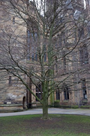 Téléchargez les photos : Cette photo représente un arbre sans feuilles debout en contraste frappant avec le bâtiment principal historique et emblématique de l'Université de Glasgow en arrière-plan. Les branches nues de l'arbre créent un délicat - en image libre de droit