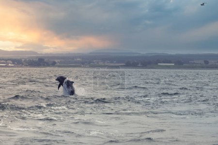 Téléchargez les photos : Cette image captivante capture l'énergie dynamique d'un dauphin qui saute des eaux agitées du Moray Firth. Le ciel dramatique au-dessus établit une toile de fond lunatique, soulignant la grâce des dauphins et - en image libre de droit